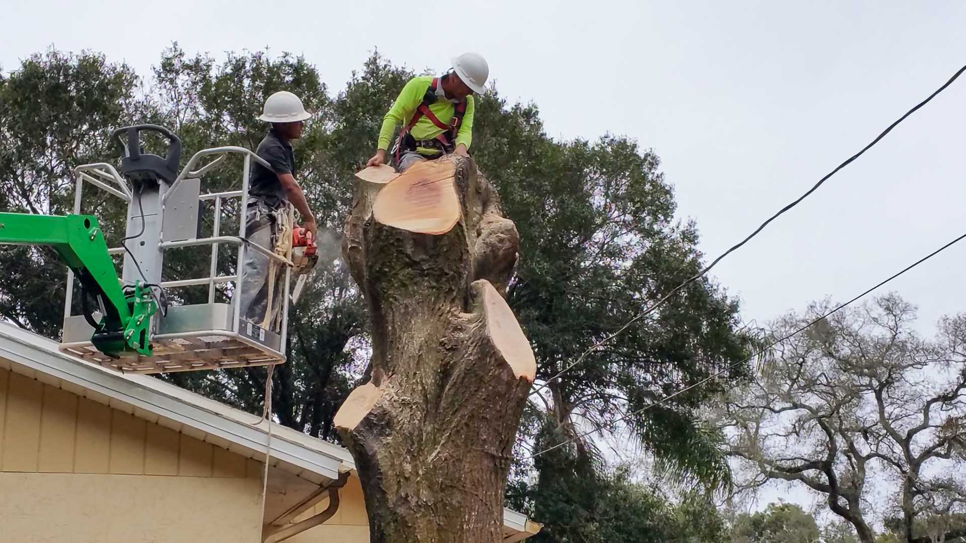 Affordable Tree Service & Tree Trimming for Commercial, HOA's and POA's