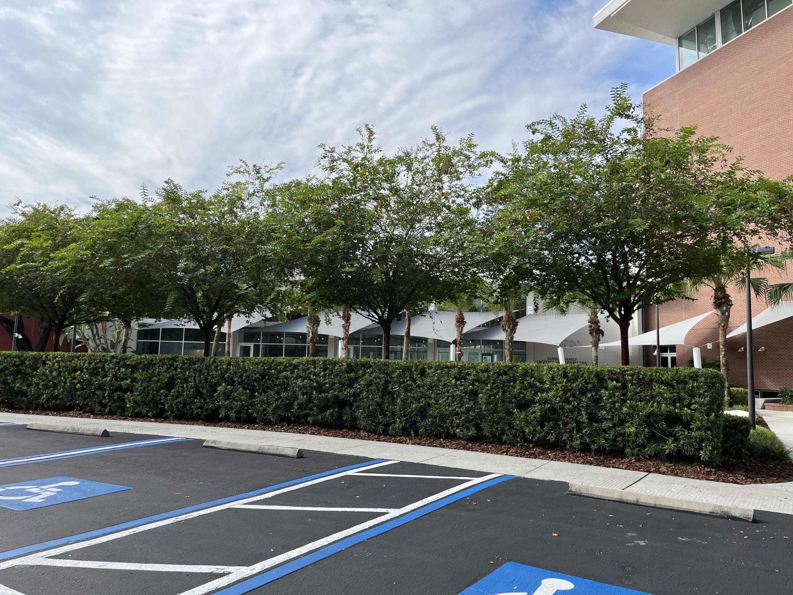 Tree Service, Hedge Trimming in Tampa, Florida